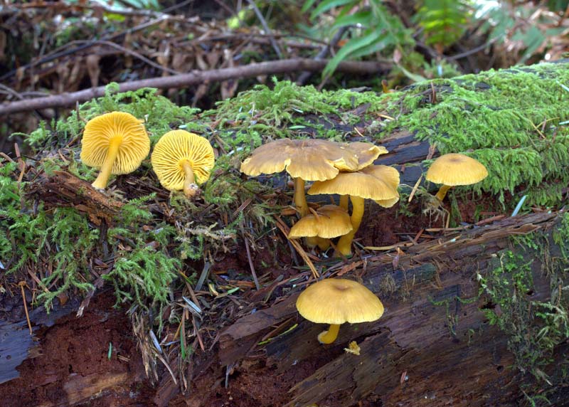 Chrysomphalina chrysophylla